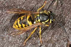 Vespula germanica by (c) ingridaltmann, some rights reserved (CC BY). Used under a CC-BY license.