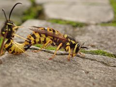 Vespula germanica by (c) Alexis Tinker-Tsavalas, some rights reserved (CC BY), uploaded by Alexis Tinker-Tsavalas. Used under a CC-BY license.