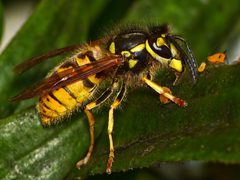 Vespula germanica by (c) Sid Mosdell, some rights reserved (CC BY). Used under a CC-BY license.