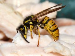 Vespula germanica by (c) Jean and Fred, some rights reserved (CC BY). Used under a CC-BY license.
