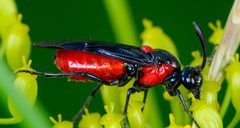 Arge humeralis by (c) Trevor Edmonson, some rights reserved (CC BY), uploaded by Trevor Edmonson. Used under a CC-BY license.