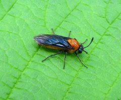 Arge pectoralis by (c) christine123, some rights reserved (CC BY), uploaded by christine123. Used under a CC-BY license.