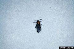 Arge scapularis by (c) Lacy L. Hyche, Auburn University, some rights reserved (CC BY). Used under a CC-BY license.