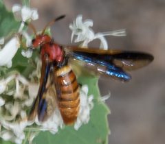 Arge spiculata by (c) Don Loarie, some rights reserved (CC BY), uploaded by Don Loarie. Used under a CC-BY license.