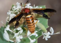 Arge spiculata by (c) Don Loarie, some rights reserved (CC BY), uploaded by Don Loarie. Used under a CC-BY license.