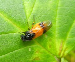 Arge by (c) Jon Mortin, some rights reserved (CC BY), uploaded by Jon Mortin. Used under a CC-BY license.