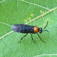 Atomacera decepta by (c) Bill Keim, some rights reserved (CC BY). Used under a CC-BY license.