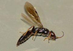 Bethylinae by (c) Steve Kerr, some rights reserved (CC BY), uploaded by Steve Kerr. Used under a CC-BY license.