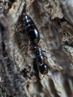 Sclerodermus carolinensis by (c) Zihao Wang, some rights reserved (CC BY), uploaded by Zihao Wang. Used under a CC-BY license.