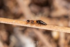 Sclerodermus macrogaster by no rights reserved, uploaded by Lyn Roueche. Used under a CC0 license.