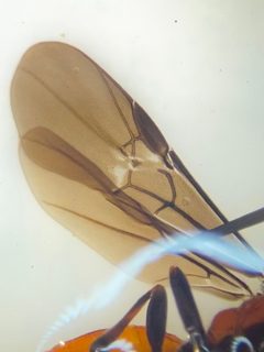 Aerophilus nigripes by (c) Elliott Gordon, some rights reserved (CC BY), uploaded by Elliott Gordon. Used under a CC-BY license.