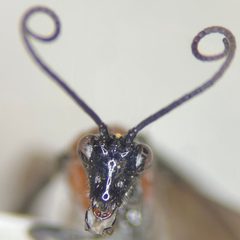 Aerophilus nigripes by (c) Elliott Gordon, some rights reserved (CC BY), uploaded by Elliott Gordon. Used under a CC-BY license.