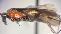 Aerophilus nigripes by (c) Elliott Gordon, some rights reserved (CC BY), uploaded by Elliott Gordon. Used under a CC-BY license.