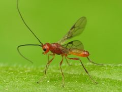 Alysiinae by (c) Sam Kieschnick, some rights reserved (CC BY), uploaded by Sam Kieschnick. Used under a CC-BY license.
