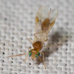 Chrysopophthorus by (c) Ken-ichi Ueda, some rights reserved (CC BY), uploaded by Ken-ichi Ueda. Used under a CC-BY license.