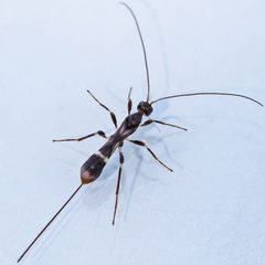 Doryctinae by (c) Bill Keim, some rights reserved (CC BY). Used under a CC-BY license.
