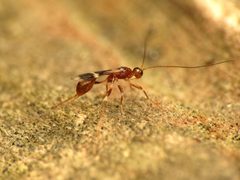 Doryctinae by (c) Katja Schulz, some rights reserved (CC BY). Used under a CC-BY license.