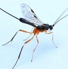 Macrocentrinae by (c) jimeckert49, some rights reserved (CC BY). Used under a CC-BY license.