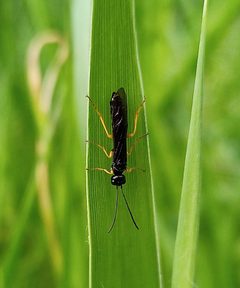 Phylloecus by (c) Michal Honskus, some rights reserved (CC BY), uploaded by Michal Honskus. Used under a CC-BY license.