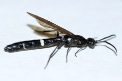 Phylloecus trimaculatus by (c) Owen Strickland, some rights reserved (CC BY), uploaded by Owen Strickland. Used under a CC-BY license.