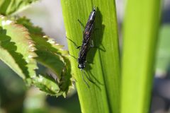 Phylloecus trimaculatus by (c) Alexis Tinker-Tsavalas, some rights reserved (CC BY), uploaded by Alexis Tinker-Tsavalas. Used under a CC-BY license.