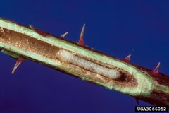 Phylloecus trimaculatus by (c) James Solomon - USDA Forest Service, some rights reserved (CC BY). Used under a CC-BY license.