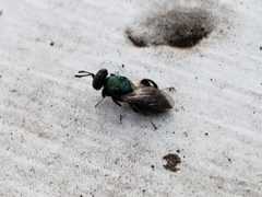 Chalcedectus by (c) Tyler Bishop, some rights reserved (CC BY), uploaded by Tyler Bishop. Used under a CC-BY license.