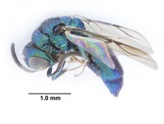Caenochrysis doriae by (c) Benjamin Smith, some rights reserved (CC BY). Used under a CC-BY license.