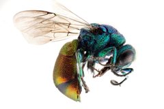 Chrysidini by no rights reserved, uploaded by USGS Bee Inventory and Monitoring Lab. Used under a CC0 license.