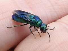 Chrysidinae by (c) Sam Kieschnick, some rights reserved (CC BY), uploaded by Sam Kieschnick. Used under a CC-BY license.