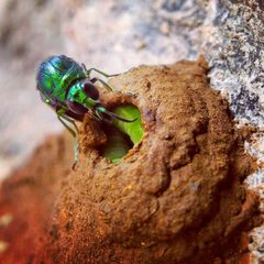Chrysidinae by (c) Seema Merchant, some rights reserved (CC BY), uploaded by Seema Merchant. Used under a CC-BY license.