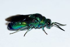 Chrysis angolensis by (c) Owen Strickland, some rights reserved (CC BY), uploaded by Owen Strickland. Used under a CC-BY license.