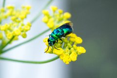 Chrysis angolensis by no rights reserved, uploaded by Stephanie E.. Used under a CC0 license.
