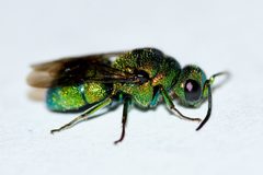 Holopyga ventralis by (c) Owen Strickland, some rights reserved (CC BY), uploaded by Owen Strickland. Used under a CC-BY license.