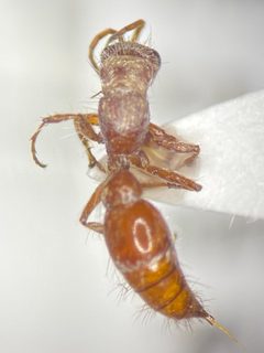 Typhoctes striolatus by (c) Elliott Gordon, some rights reserved (CC BY), uploaded by Elliott Gordon. Used under a CC-BY license.