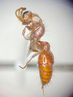 Typhoctes striolatus by (c) Elliott Gordon, some rights reserved (CC BY), uploaded by Elliott Gordon. Used under a CC-BY license.