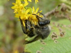 Colletes compactus by no rights reserved, uploaded by Bruce Cook. Used under a CC0 license.