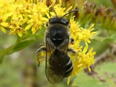 Colletes compactus by no rights reserved, uploaded by Bruce Cook. Used under a CC0 license.