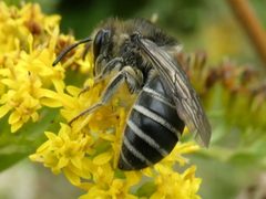 Colletes compactus by no rights reserved, uploaded by Bruce Cook. Used under a CC0 license.