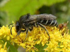 Colletes compactus by no rights reserved, uploaded by Bruce Cook. Used under a CC0 license.