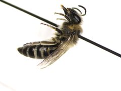 Colletes fulgidus by (c) Pete Lypkie, some rights reserved (CC BY), uploaded by Pete Lypkie. Used under a CC-BY license.