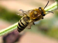 Colletes slevini by (c) redrovertracy, some rights reserved (CC BY), uploaded by redrovertracy. Used under a CC-BY license.