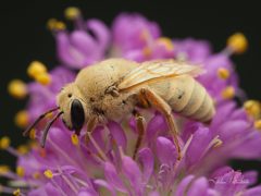 Colletes wilmattae by (c) Thilina Hettiarachchi, some rights reserved (CC BY), uploaded by Thilina Hettiarachchi. Used under a CC-BY license.