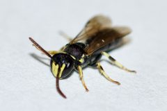 Hylaeus affinis by (c) Owen Strickland, some rights reserved (CC BY), uploaded by Owen Strickland. Used under a CC-BY license.