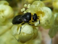 Hylaeus euxanthus by (c) Stephen Thorpe, some rights reserved (CC BY), uploaded by Stephen Thorpe. Used under a CC-BY license.