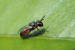Hylaeus graenicheri by (c) Eridan Xharahi, some rights reserved (CC BY). Used under a CC-BY license.