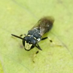 Hylaeus by (c) Amy Schnebelin, some rights reserved (CC BY), uploaded by Amy Schnebelin. Used under a CC-BY license.