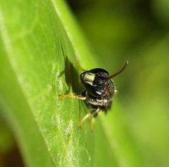 Hylaeus punctatus by (c) birdzilla, some rights reserved (CC BY), uploaded by birdzilla. Used under a CC-BY license.