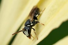 Hylaeus leptocephalus by (c) Amy Schnebelin, some rights reserved (CC BY), uploaded by Amy Schnebelin. Used under a CC-BY license.