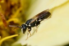 Hylaeus leptocephalus by (c) Amy Schnebelin, some rights reserved (CC BY), uploaded by Amy Schnebelin. Used under a CC-BY license.